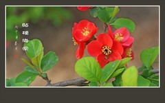 红红火火的贴梗海棠花
