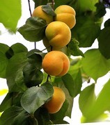 1621【不老松：纪实摄影】院中花果：麥黄杏！