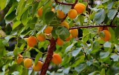 1621【不老松：纪实摄影】院中花果：麥黄杏！