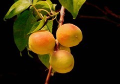 1621【不老松：纪实摄影】院中花果：麥黄杏！