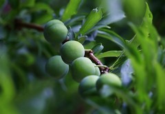 1620【不老松：纪实摄影】院中花果：青杏！