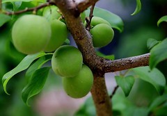 1620【不老松：纪实摄影】院中花果：青杏！