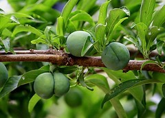 1620【不老松：纪实摄影】院中花果：青杏！