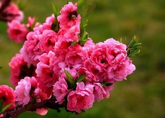 1622【不老松：纪实摄影】名人植物园的：寿星桃花！