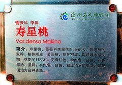 1622【不老松：纪实摄影】名人植物园的：寿星桃花！