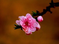 1622【不老松：纪实摄影】名人植物园的：寿星桃花！