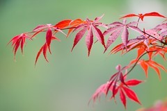 紫红鸡爪槭（中国红枫）