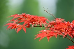 紫红鸡爪槭（中国红枫）