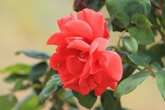 拍摄花卉一（1189）