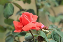 拍摄花卉一（1189）