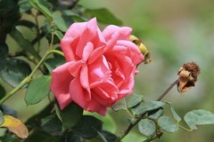 拍摄花卉一（1189）
