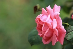 拍摄花卉一（1190）