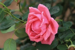 拍摄花卉一（1190）