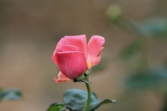 拍摄花卉一（1190）