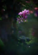 紫微花开