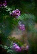紫微花开