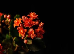 2026花卉植物赏析———长寿花【5】