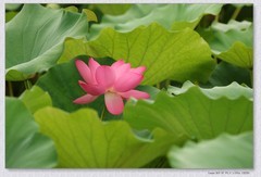 荷花【丙午年-310】