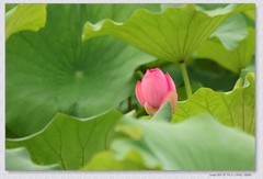 荷花【丙午年-310】