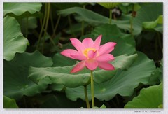 荷花【丙午年-310】