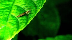 夏日生态微距拍摄∶《虫趣》