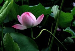 花卉  8