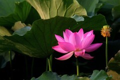 花卉  8