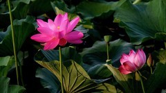 花卉  8