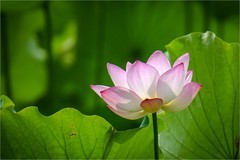 2026年第0564贴 -夏日荷花（0819）