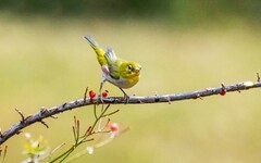 小绣眼（十一）