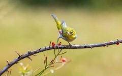 小绣眼（十一）