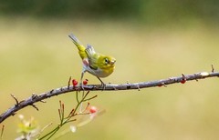 小绣眼（十一）