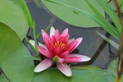 拍摄花卉一（801）