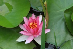 拍摄花卉一（801）