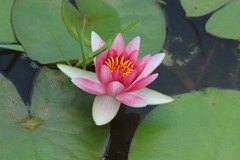 拍摄花卉一（801）