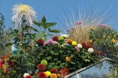 沙湖公园菊花展三