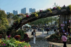 沙湖公园菊花展三