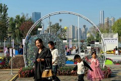 沙湖公园菊花展三