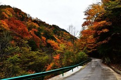 秦岭秋色【23】