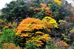 秦岭秋色【23】