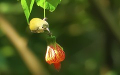 灯笼花上的太阳鸟（8）