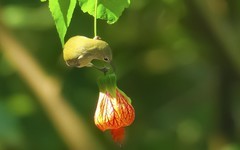 灯笼花上的太阳鸟（8）