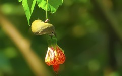 灯笼花上的太阳鸟（8）