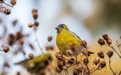 小黄雀（八十三）