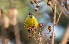 小黄雀（八十三）