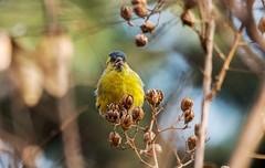 小黄雀（八十三）