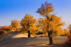 外出随拍（678）.