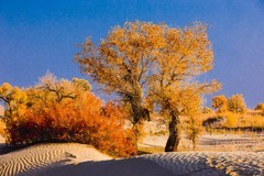 外出随拍（680）.