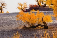 外出随拍（680）.