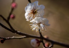 春天的音符--植物园花卉一组
